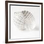 Shell BW 01-Tom Quartermaine-Framed Giclee Print