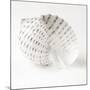 Shell BW 01-Tom Quartermaine-Mounted Giclee Print