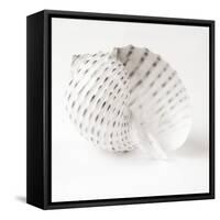 Shell BW 01-Tom Quartermaine-Framed Stretched Canvas