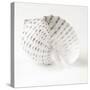 Shell BW 01-Tom Quartermaine-Stretched Canvas