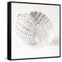 Shell BW 01-Tom Quartermaine-Framed Stretched Canvas