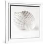 Shell BW 01-Tom Quartermaine-Framed Premium Giclee Print