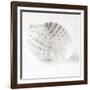 Shell BW 01-Tom Quartermaine-Framed Premium Giclee Print