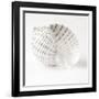 Shell BW 01-Tom Quartermaine-Framed Premium Giclee Print