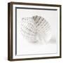 Shell BW 01-Tom Quartermaine-Framed Giclee Print