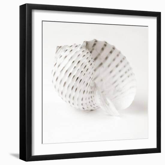 Shell BW 01-Tom Quartermaine-Framed Giclee Print