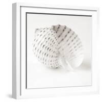 Shell BW 01-Tom Quartermaine-Framed Giclee Print