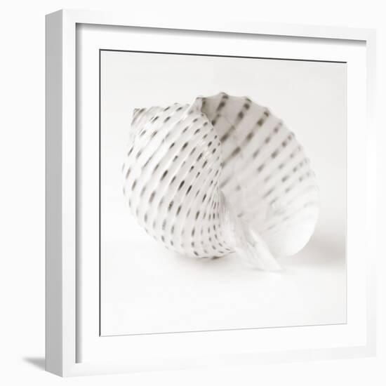 Shell BW 01-Tom Quartermaine-Framed Giclee Print