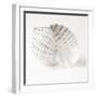 Shell BW 01-Tom Quartermaine-Framed Giclee Print
