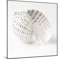 Shell BW 01-Tom Quartermaine-Mounted Giclee Print