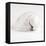 Shell BW 02-Tom Quartermaine-Framed Stretched Canvas