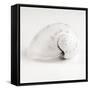 Shell BW 02-Tom Quartermaine-Framed Stretched Canvas