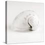 Shell BW 02-Tom Quartermaine-Stretched Canvas