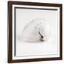 Shell BW 02-Tom Quartermaine-Framed Giclee Print