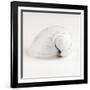 Shell BW 02-Tom Quartermaine-Framed Giclee Print