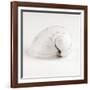 Shell BW 02-Tom Quartermaine-Framed Giclee Print