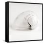 Shell BW 02-Tom Quartermaine-Framed Stretched Canvas