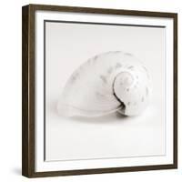 Shell BW 02-Tom Quartermaine-Framed Giclee Print