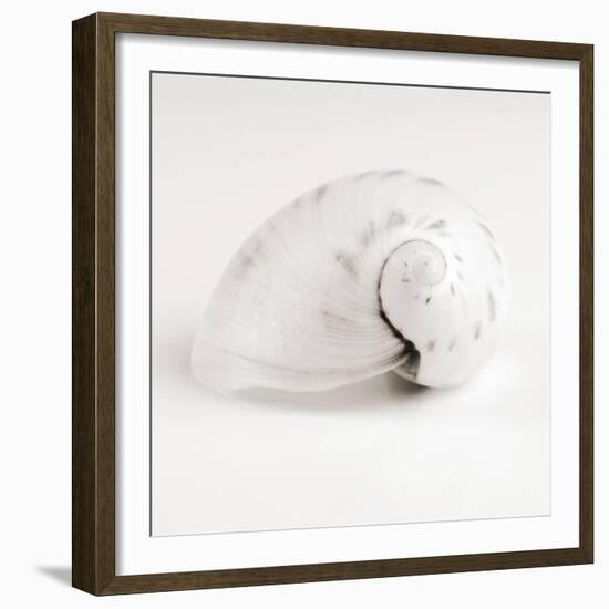 Shell BW 02-Tom Quartermaine-Framed Giclee Print