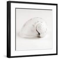 Shell BW 02-Tom Quartermaine-Framed Giclee Print