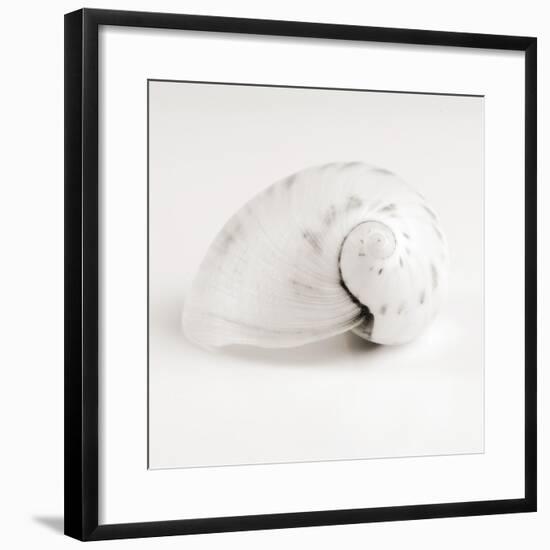 Shell BW 02-Tom Quartermaine-Framed Giclee Print