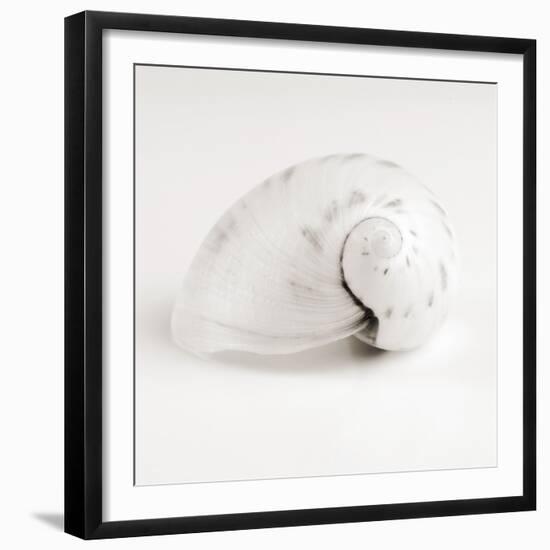 Shell BW 02-Tom Quartermaine-Framed Giclee Print