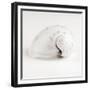 Shell BW 02-Tom Quartermaine-Framed Giclee Print