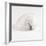 Shell BW 02-Tom Quartermaine-Framed Giclee Print