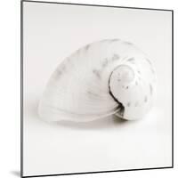 Shell BW 02-Tom Quartermaine-Mounted Giclee Print