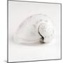 Shell BW 02-Tom Quartermaine-Mounted Giclee Print