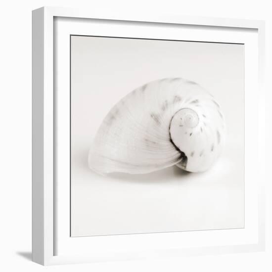 Shell BW 02-Tom Quartermaine-Framed Giclee Print