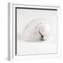 Shell BW 02-Tom Quartermaine-Framed Giclee Print