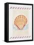 Shell Cardita-Deborah Kopka-Framed Stretched Canvas