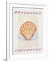 Shell Cardita-Deborah Kopka-Framed Giclee Print