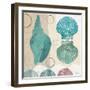 Shell Collage II-Dan Meneely-Framed Art Print