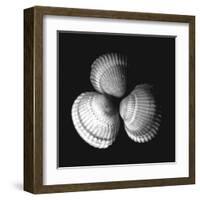 Shell Collection I-Ily Szilagyi-Framed Art Print