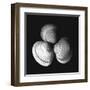 Shell Collection I-Ily Szilagyi-Framed Art Print