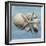 Shell Collection I-Bill Philip-Framed Giclee Print