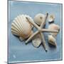 Shell Collection I-Bill Philip-Mounted Giclee Print