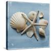 Shell Collection I-Bill Philip-Stretched Canvas