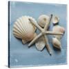 Shell Collection I-Bill Philip-Stretched Canvas