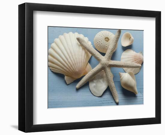Shell Collection I-Bill Philip-Framed Giclee Print