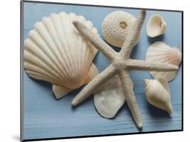 Shell Collection I-Bill Philip-Mounted Giclee Print