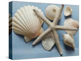 Shell Collection I-Bill Philip-Stretched Canvas