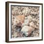 Shell Collection I-Kathy Mansfield-Framed Art Print