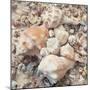 Shell Collection I-Kathy Mansfield-Mounted Art Print
