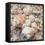 Shell Collection I-Kathy Mansfield-Framed Stretched Canvas