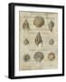 Shell Collection I-Deborah Devellier-Framed Art Print