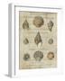 Shell Collection I-Deborah Devellier-Framed Art Print