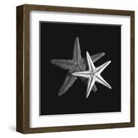 Shell Collection II-Ily Szilagyi-Framed Art Print